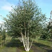 Береза Повислая (Betula pendula) Крупномер, Саженец/250-300 см./более 5 лет/60л/Закрытая (ЗКС)