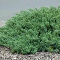 Можжевельник казацкий Тамарисцифолия / Juniperus sabina Tamariscifolia (Саженец 30-40 см в 3 л контейнере)