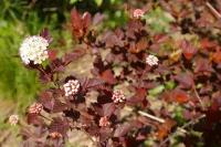 Пузыреплодник Калинолистный Диабл Д'ор (Physocarpus opulifolius) Саженец/20-30 см./2 года/3л/Закрытая (ЗКС)