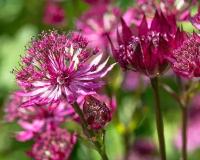 Астранция Крупная Рубра (Astrantia major) Саженец/20-30 см./2 года/2л/Закрытая (ЗКС)