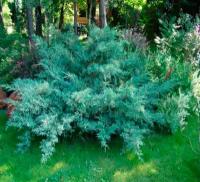 Можжевельник Виргинский Хетс (Juniperus virginiana) Саженец/40-50 см./2 года/2л/Закрытая (ЗКС)