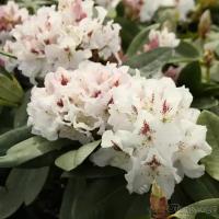 Рододендрон Гибридный Гудрун (Rhododendron) Саженец/20-30см./2 года/2л/Закрытая (ЗКС)