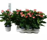 Антуриум Андреанум Аребо розовый - Anthurium Andr Arebo D15 H50