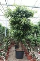 Фикус Биннедика Али - Ficus binnendijkii Alii D70 H400