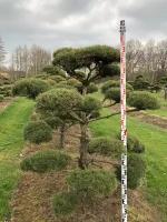 Сосна Норвежская | Pinus sylvestris 'Norske Typ' Bonsai - 125-150 (см), NR.6991