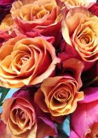 Цветы поштучно Роза Эспана