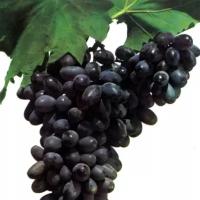 Виноград плодовый Прайм Сидлис (3 года)