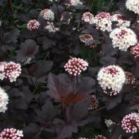 Пузыреплодник Калинолистный Диаболо (Physocarpus opulifolius) Саженец/20-30 см./2 года/3л/Закрытая (ЗКС)