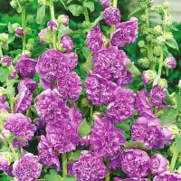 Мальва розовая Chater's Double Violet - Цветы многолетние