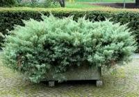 Можжевельник Пфитцера Глаука / Пфитцериана Глаука / Juniperus pfitzeriana Glauca / Pfitzeriana Glauca (Молодой саженец в 0,5 л контейнере)