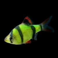 Барбус Суматранский зеленый (GloFish) светящийся