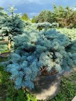 Ель колючая Глаука Глобоза | Picea pungens Glauca Globosa - Контейнерный - 60-80 (см) - C65