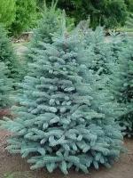 Ель Колючая Блю Монтейн (Picea) Саженец/60-70 см./4 года/20л/Закрытая (ЗКС)