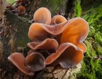Мицелий грибов Черный древесный гриб (Мо-эр, или Муэр)