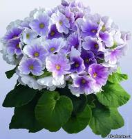 Примула обконика Primula obconica (Примула обконика Primula obconica)