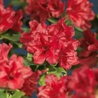 Рододендрон Ползучий Скарлет Вондэ (Rhododendron) Саженец/20-30см./2 года/2л/Закрытая (ЗКС)