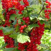 Смородина Красная Фертоди (Ribes rubrum) Саженец/4-5 лет/40л/Закрытая (ЗКС)