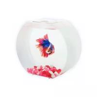 AA-Aquariums Аквариум Betta О для девочек