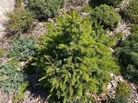 Ель сербская Нана | Picea omorica 'Nаnа' - 50 - 60 (см) Sol.4xv mDb/co (B)