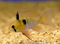 Апистограмма Рамирези MMicrogeophagus ramirezi (Apistogramma, Papiliochromis ramirezi)