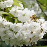 Вишня птичья Плена / Prunus avium Plena (Молодой саженец 15/+ см в 0,5 л контейнере)