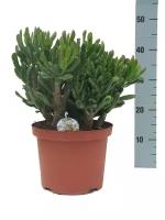 Крассула Хоббит (Толстянка) - Crassula D24 H40