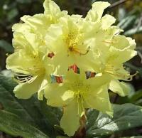 Рододендрон Гибридный Голдфорт (Rhododendron) Саженец/20-30см./2 года/2л/Закрытая (ЗКС)