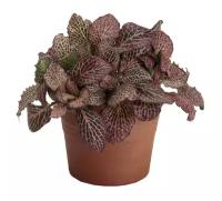 Фиттония Мозаик Революшн - Fittonia Mosaic Revolution D9 H15