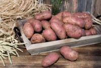Розовый картофель Азербайджан(новый урожай), 500 г