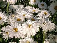 Нивяник Наибольший Крейзи Дейзи (Chrysanthemum leucanthemum maximum) Саженец/20-30 см./2 года/2л/Закрытая (ЗКС)