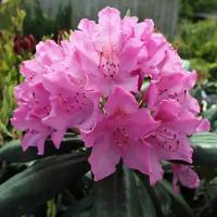 Рододендрон Гибридный Розеум Элеганс (Rhododendron) Саженец/20-30см./2 года/2л/Закрытая (ЗКС)