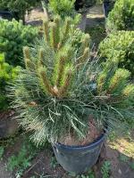 Сосна черная Nana | Pinus nigra "Nana" - Контейнерный - 20-40 (см) - C13