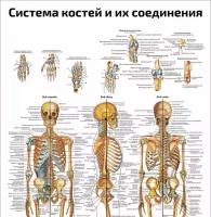 Система костей и их соединения — медицинский плакат