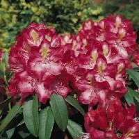 Рододендрон Гибридный Джунифер (Rhododendron hybrid) Саженец/20-30см./2 года/2л/Закрытая (ЗКС)