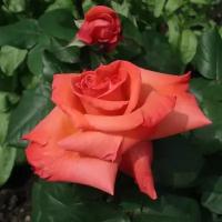 Роза чайно-гибридная Христофор колумб - саженец C2