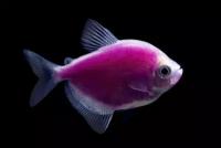 Тернеция (GloFish) Пурпурная Светящаяся