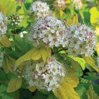 Пузыреплодник Калинолистный (Physocarpus opulifolius) Саженец/30-40 см./2 года/3л/Закрытая (ЗКС)