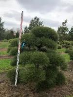 Сосна Чёрная Австрийская (ниваки) | Pinus nigra austriaca (P.nigra nigra) Bonsai - 175-200 (см), NR.547