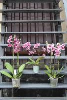 Орхидеи Фаленопсис в миксе "Тигровое настроение"