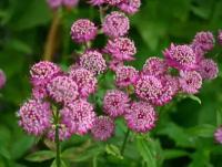 Астранция Карниольская Рубра (Astrantia) Рассада, Саженец/20-30 см./1 год/1,5л/Закрытая (ЗКС)