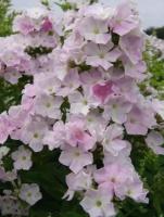 Флокс Метельчатый Кул Вотер (Phlox paniculata) - набор из 4 штук Саженец/10-15 см/1 год/2л/Закрытая (ЗКС)