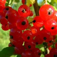 Смородина Красная Ранняя сладкая (Ribes rubrum) Саженец/30-40 см./2 года/2л/Закрытая (ЗКС)