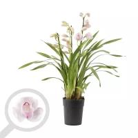 Орхидея Цимбидиум Литтл Роз