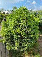 Ель обыкновенная Олендорфи | Picea abies Ohlendorffii - Копанный - 100-125 (см) - WRB