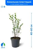 Кизильник блестящий 40-60 см в пластиковом горшке 1,5-3 л, саженец, лиственное живое растение