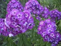 Флокс Метельчатый Успех (Phlox paniculata) Саженец/10-20 см./2 года/2л/Закрытая (ЗКС)