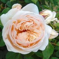 Роза Английская кустовая Juliet, Саженцы, С2 (2 литра), ЗКС - Кустарники лиственные