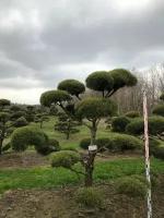 Сосна Норвежская (ниваки) | Pinus sylvestris Norske Typ Bonsai - 225-250 (см), NR.6816