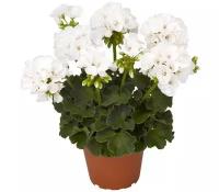 Герань (пеларгония) белая - Pelargonium D9 H15