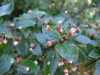 Кизильник Блестящий (Cotoneaster lucidus) Саженец/20-30 см./2 года/2л/Закрытая (ЗКС)